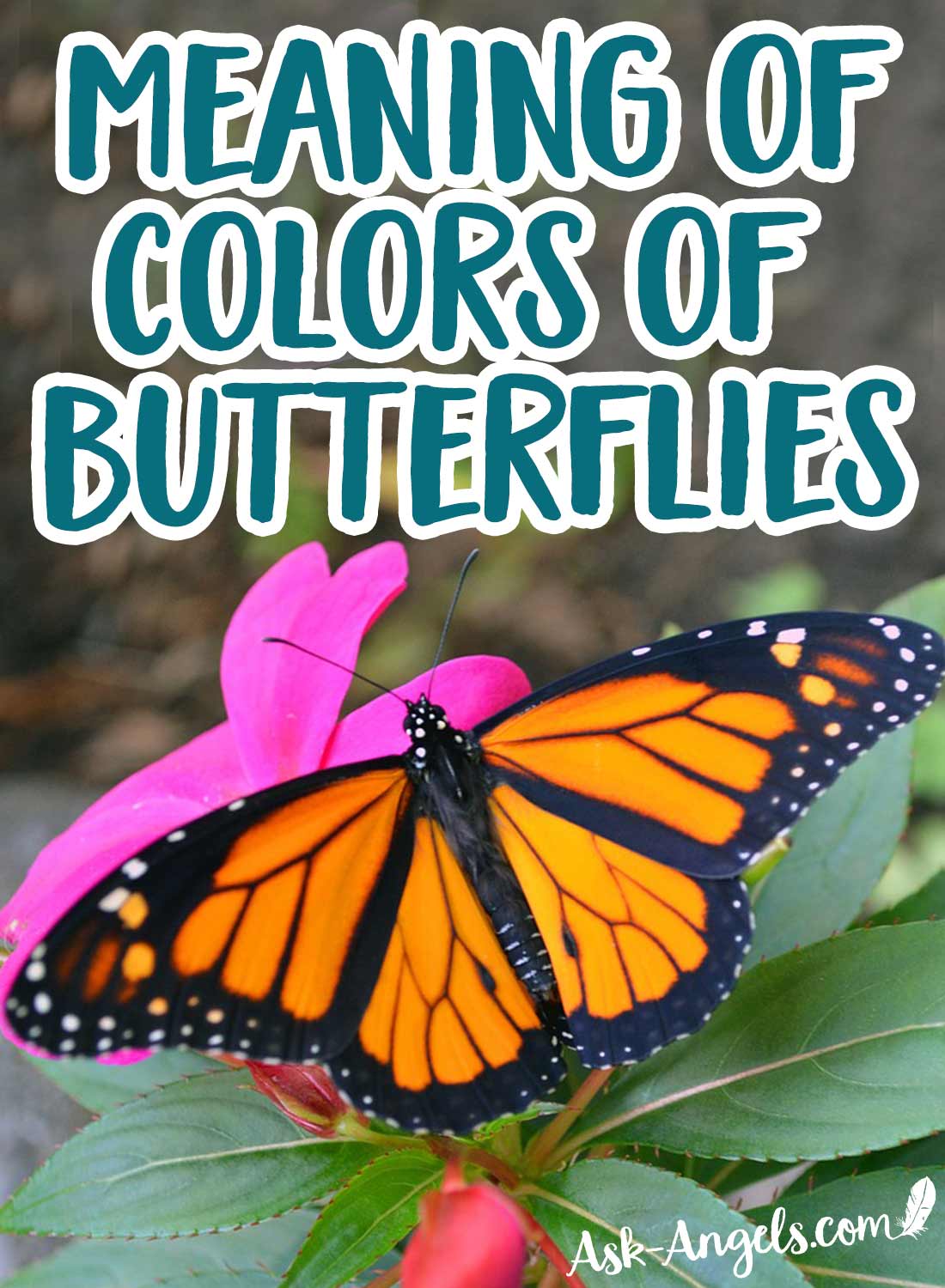 Butterfly Meaning The Symbolism Will Surprise You
