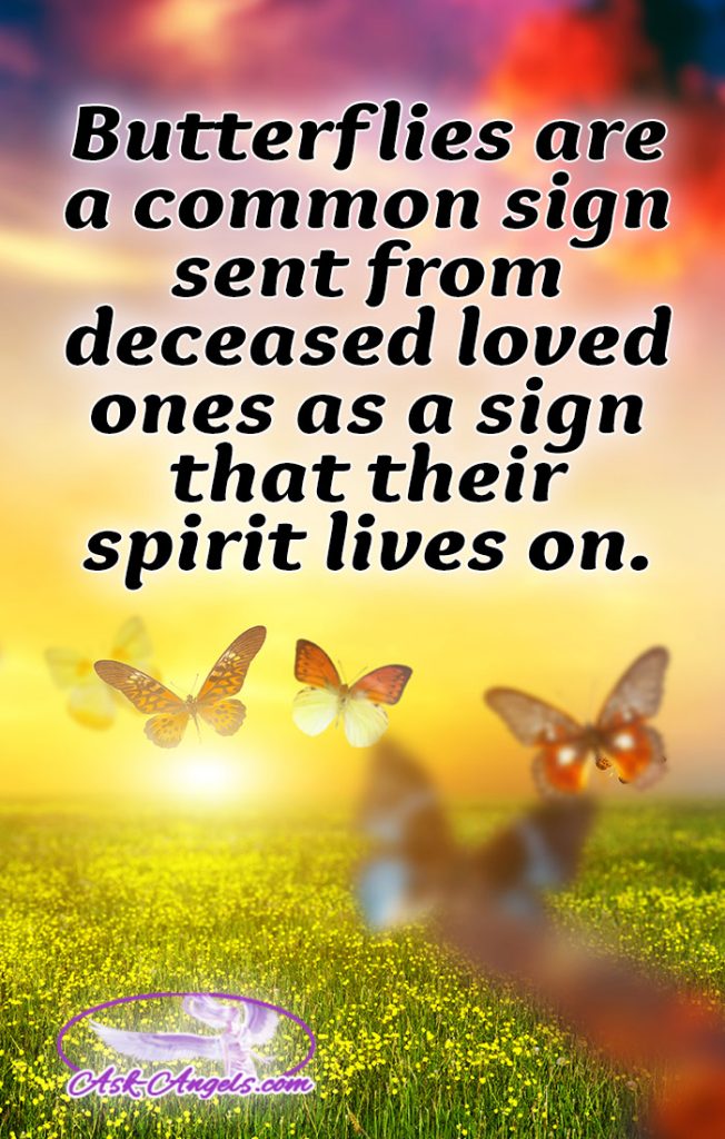 Butterfly Meaning The Symbolism Will Surprise You