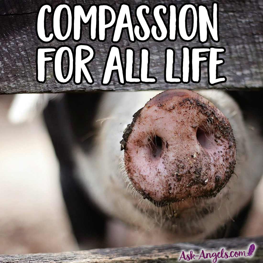 Compassion for All Life