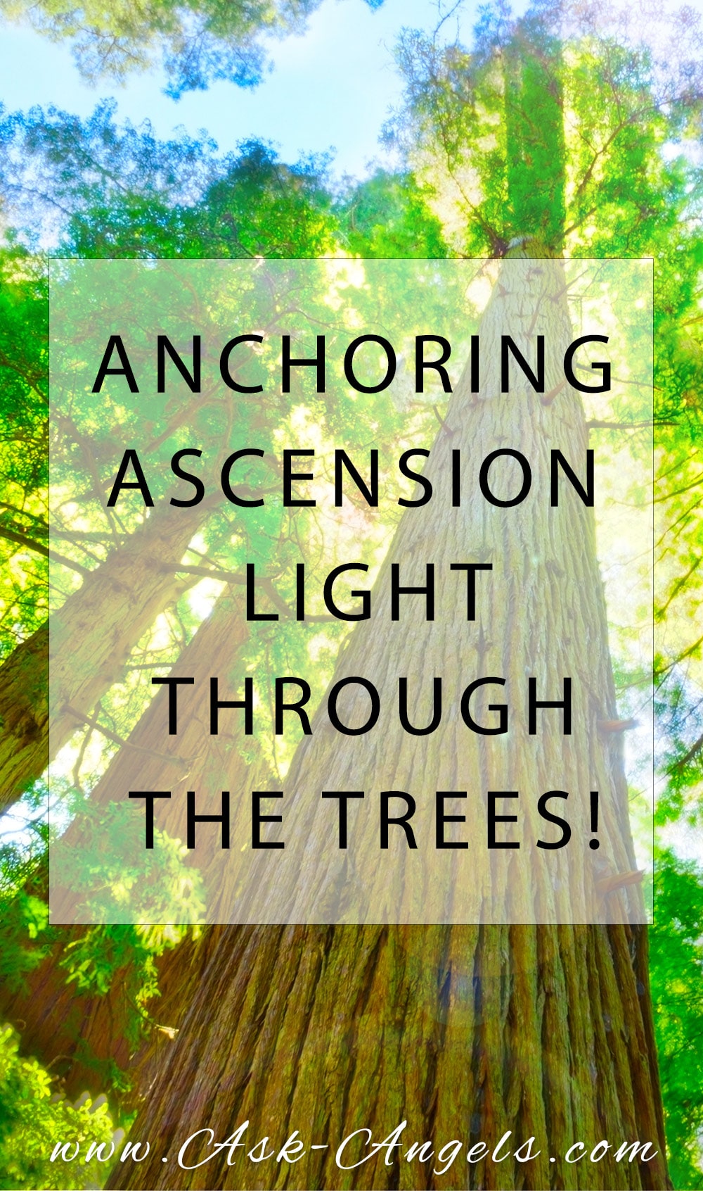 Anchoring Ascension Light Through The Trees