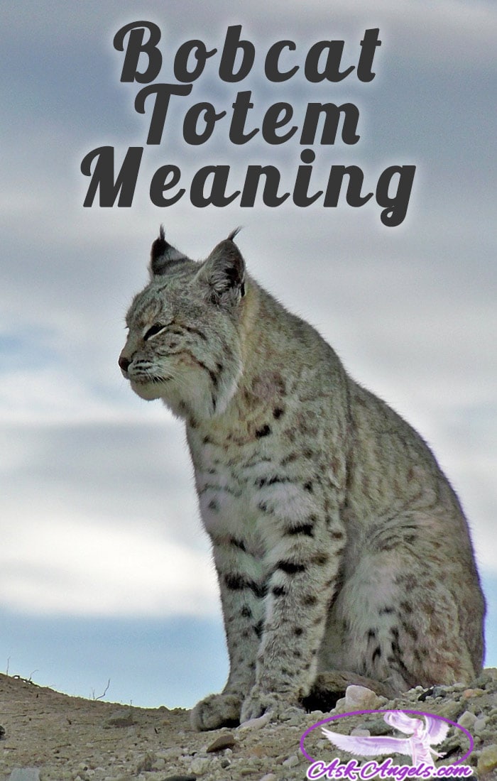 Bobcat Totem Meaning