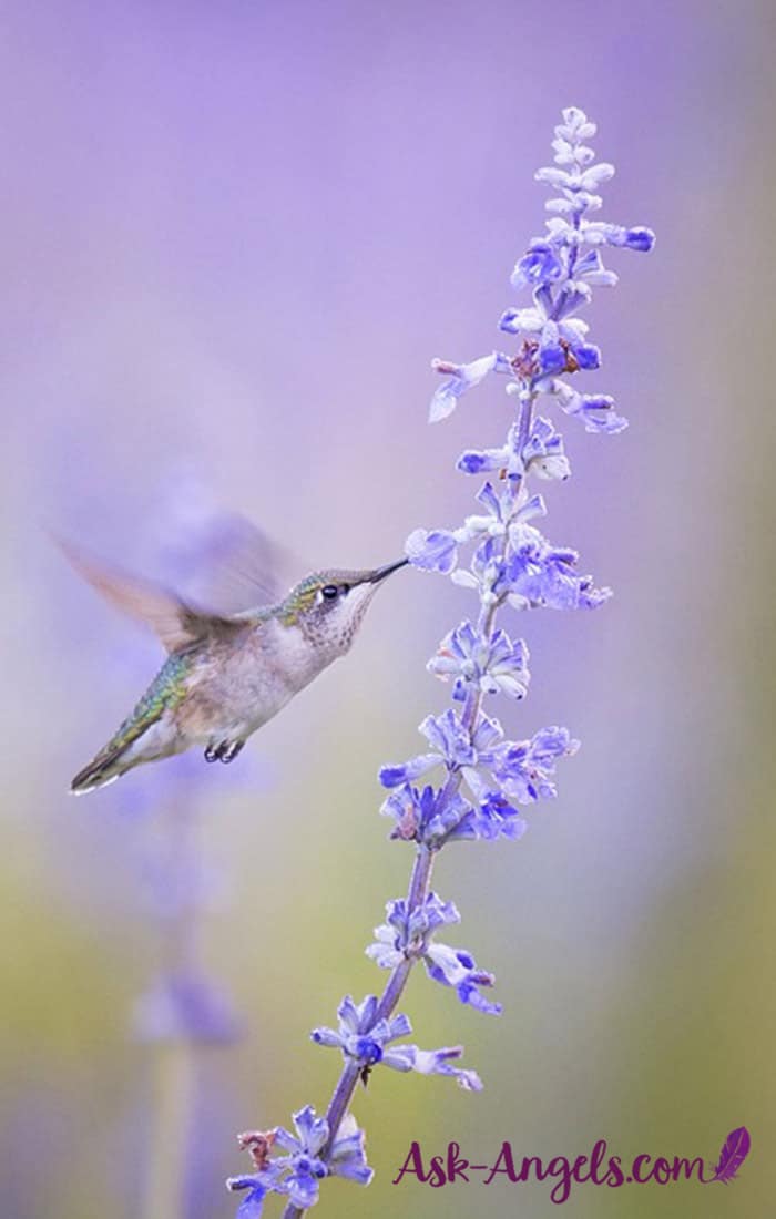 Kolibri Spirituelle Bedeutung