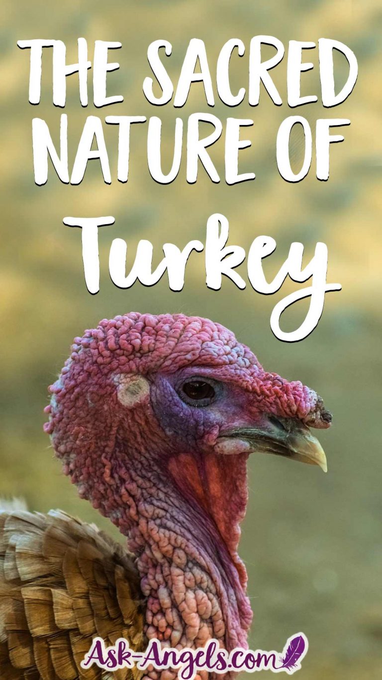 7-meanings-of-turkey-symbolism-what-is-the-meaning-of-turkeys