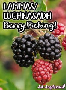 Lammas/ Lughnasadh Berry Picking!