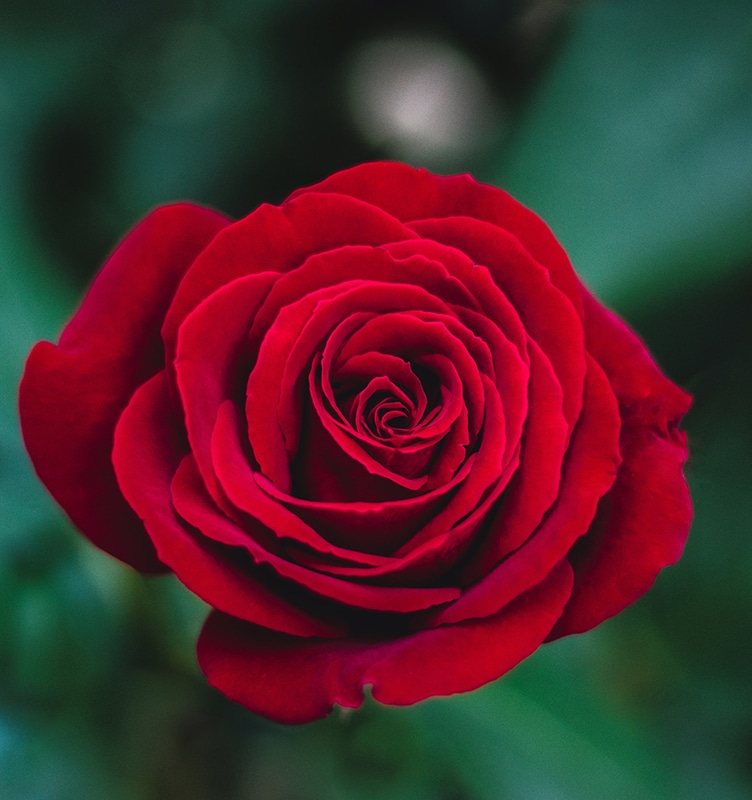 The Sacred Symbol of the Rose - Divine Feminine Mysteries